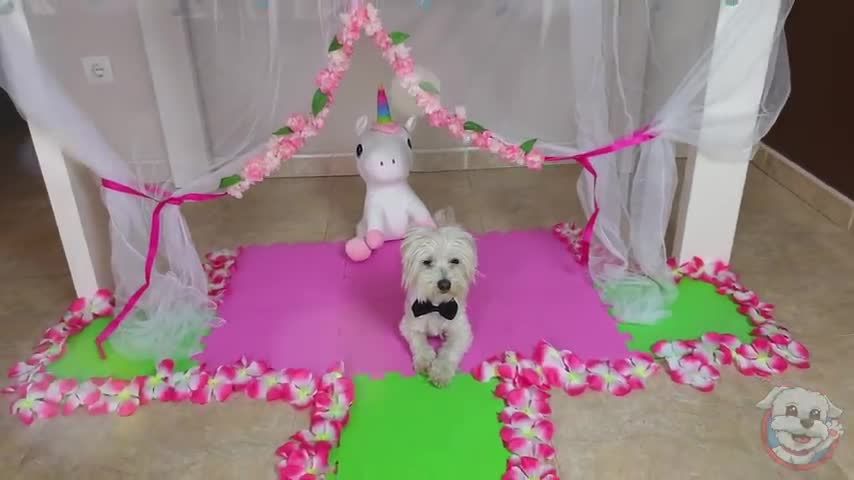 La boda de mi perrita Dasha con su novio