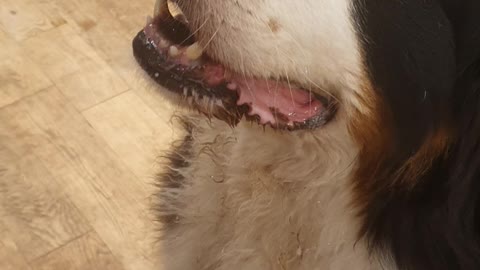 Huge Bernese Mountain Dog trying to get his owner to share his food