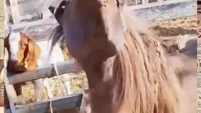 What The Horse Doing 😅
