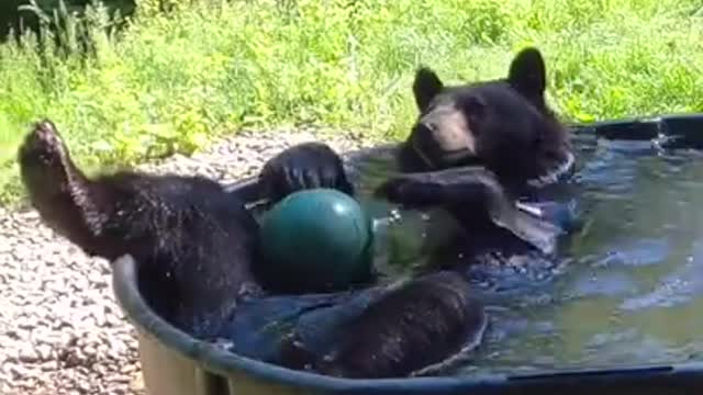 A Bear Takes A Bath With His Ball Into A Zoo