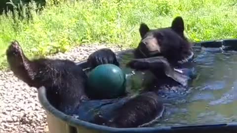 A Bear Takes A Bath With His Ball Into A Zoo