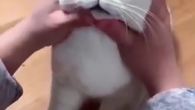 Funny cat videos | cute cat videos | cute animals | funny cats