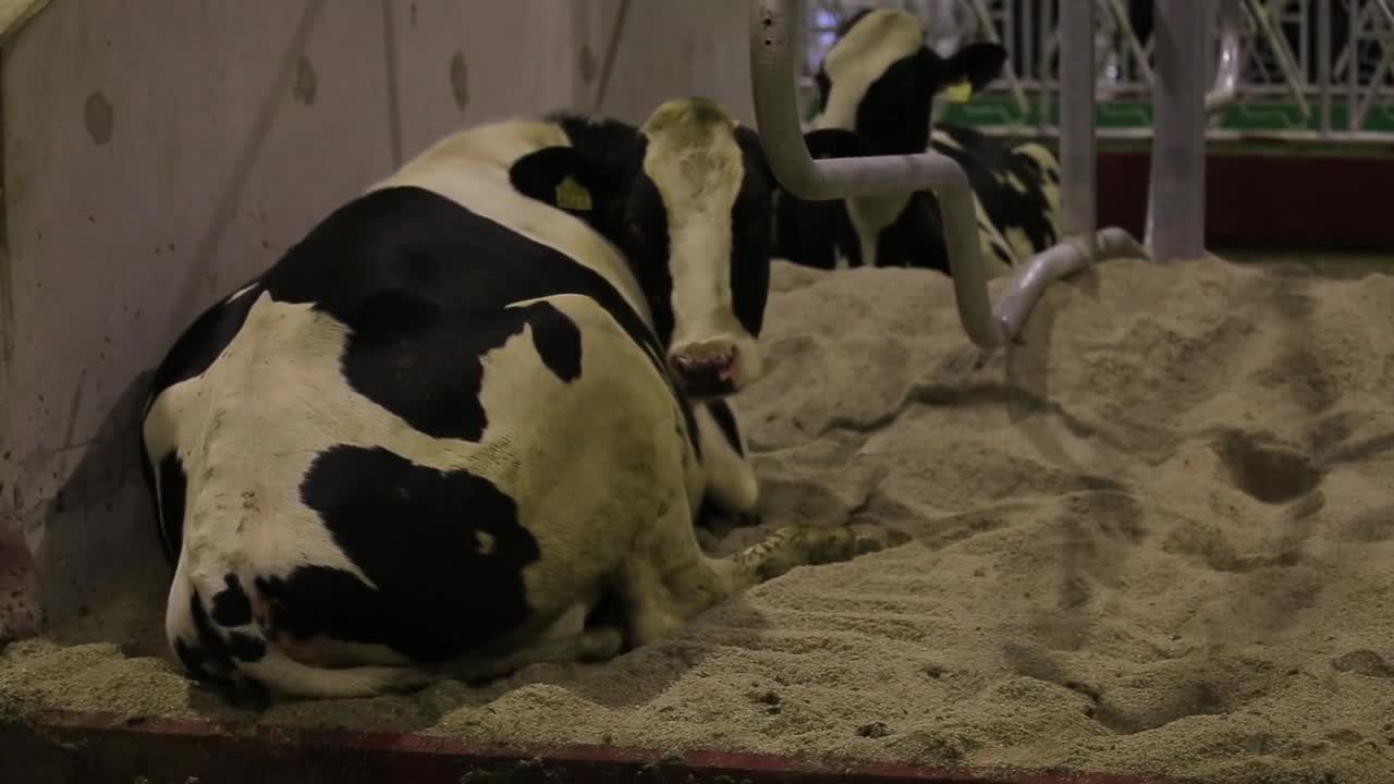 Cows on a farm. Dairy herd. Dairy production