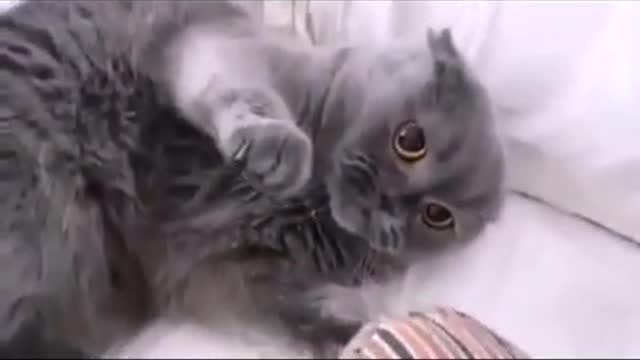 Angry Funny Cats Videos Compilation
