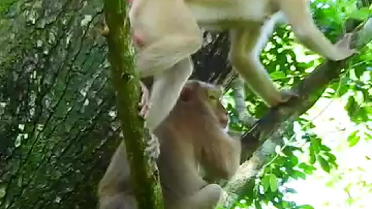 Don't skip some romantic moments of the monkey family, watch the whole thing and enjoy it 100% true