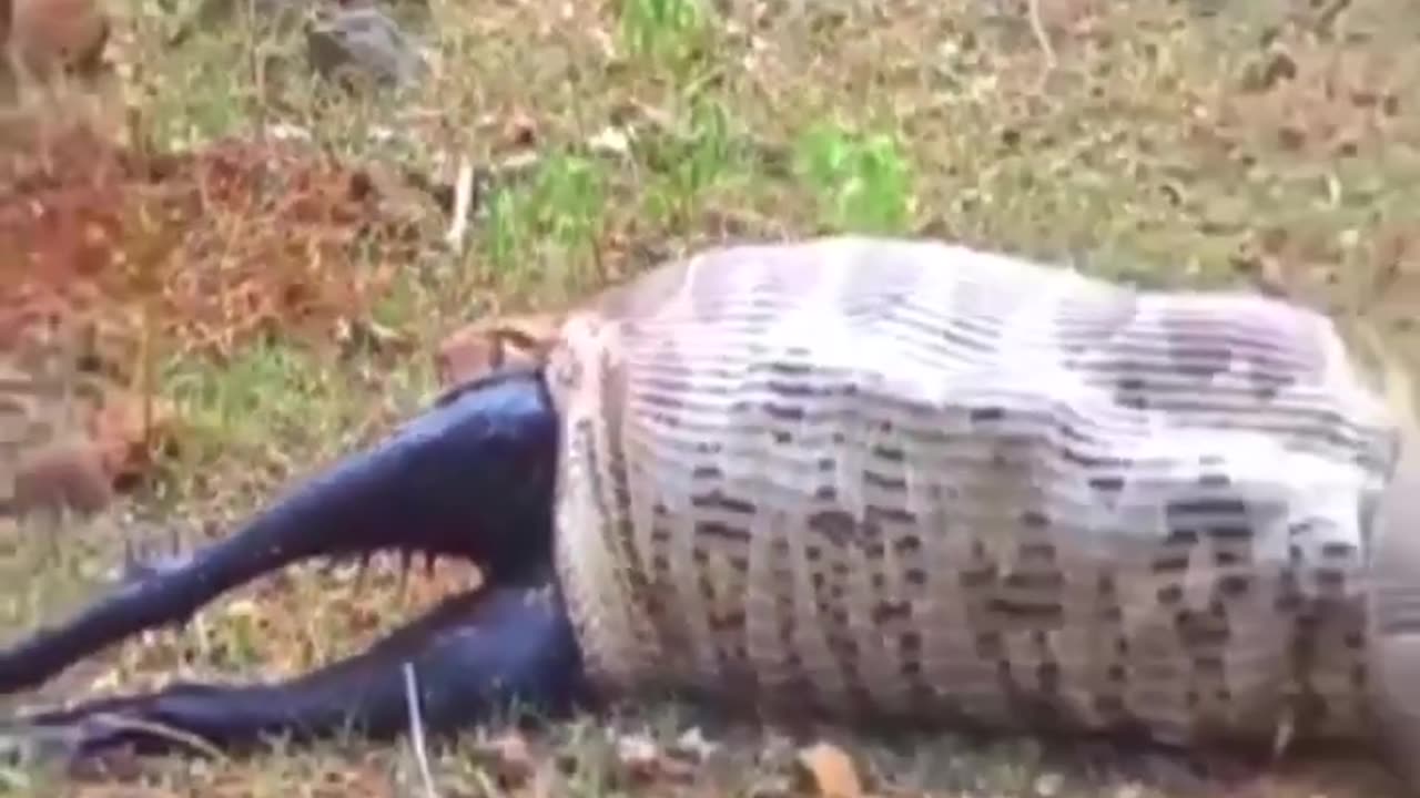 Giant Python Vomits Goat Whole