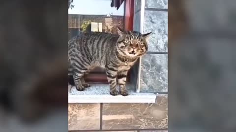 Collection of Funny and Cute Cat Videos! Part 2