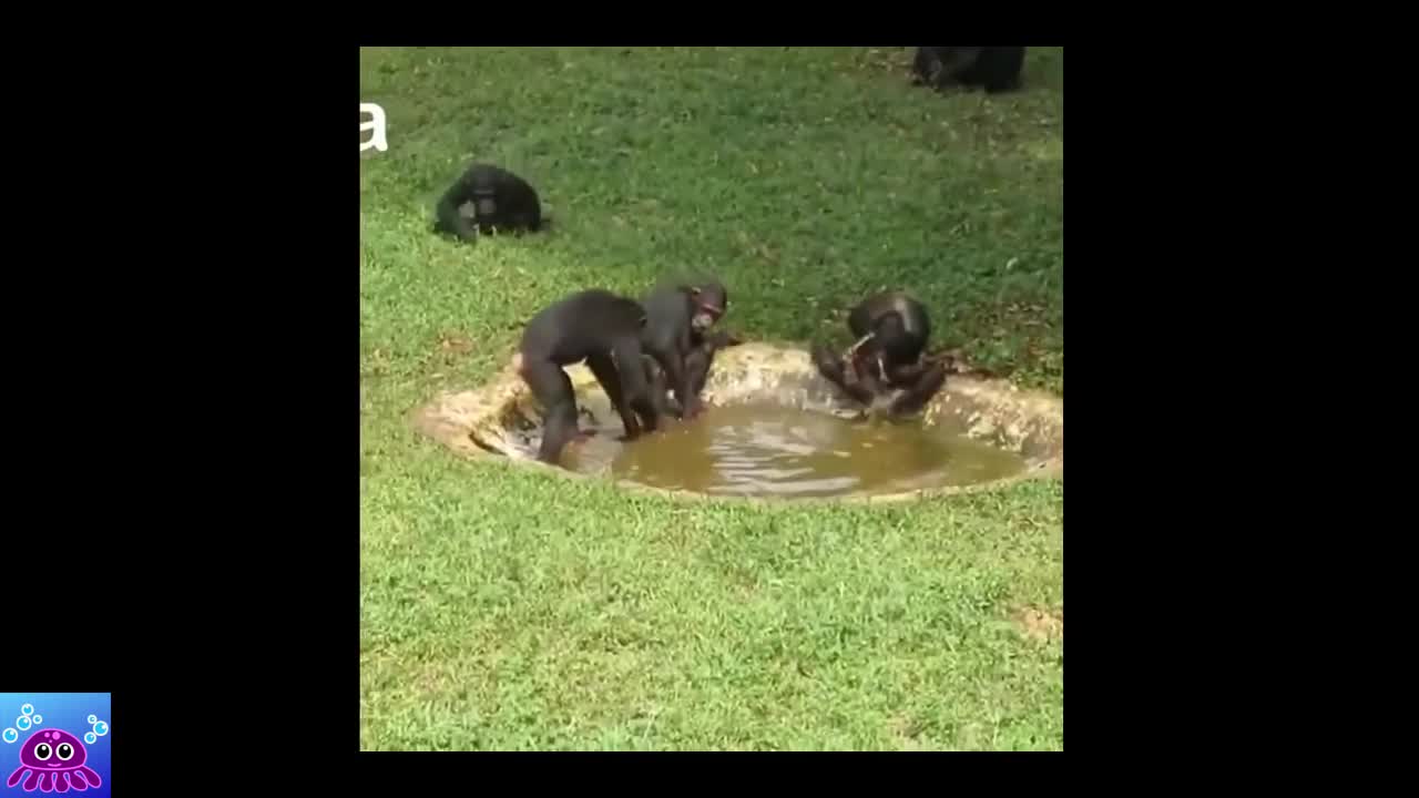Funniest mongkey/ funny mongkey video compilation