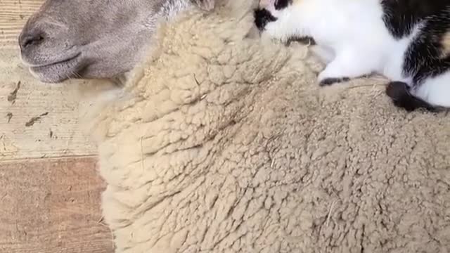 Cat gives sheep a massage ! Thats it