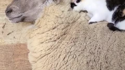 Cat gives sheep a massage ! Thats it