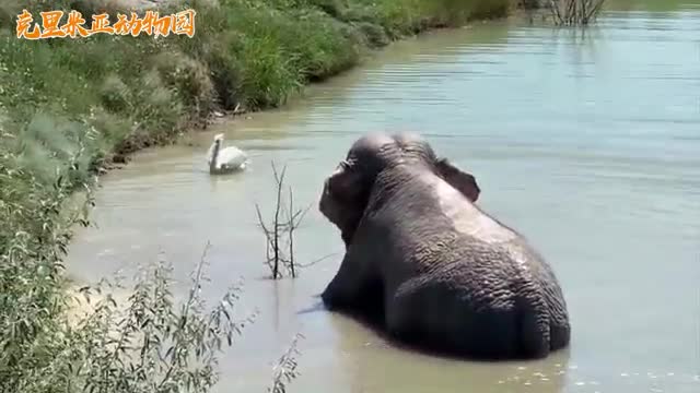 Elephant taking a bath