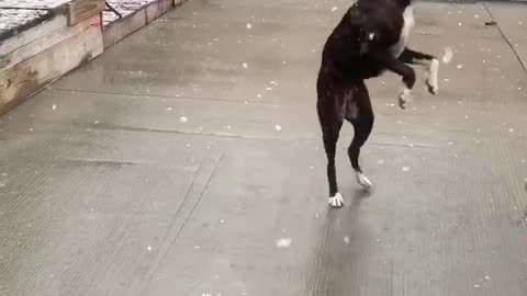 Doggo's Have Delightful Time Catching Snowflakes