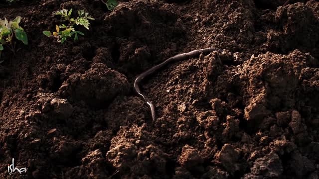 HOW TO BE REALLY SUCCESSFUL? Sadhguru answers.