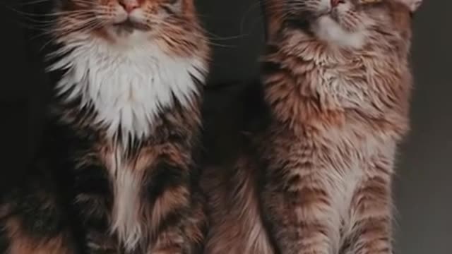 Cute cats WhatsApp status, cat funny moments, cats video , cats #viralvideos cute cats