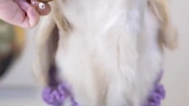 asmr cute dog eating video