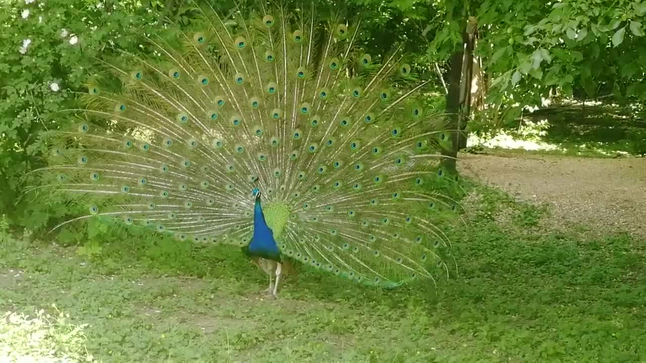 Dancing peacock