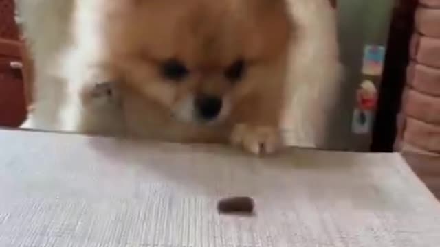 Dog challenge not to eat chocolate