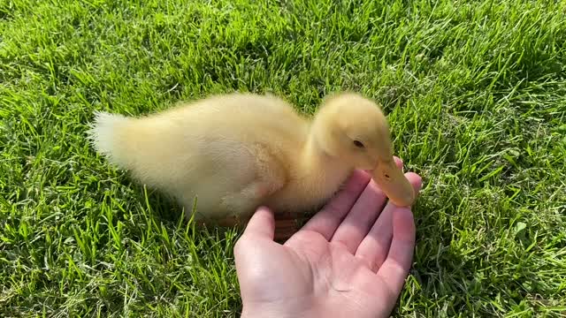 Lovable duck thinks owners fingers are food