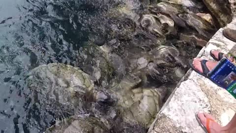 Sea Turtles in Mexico