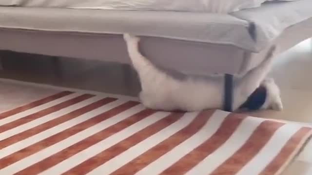 Ninja cat mrrrrr