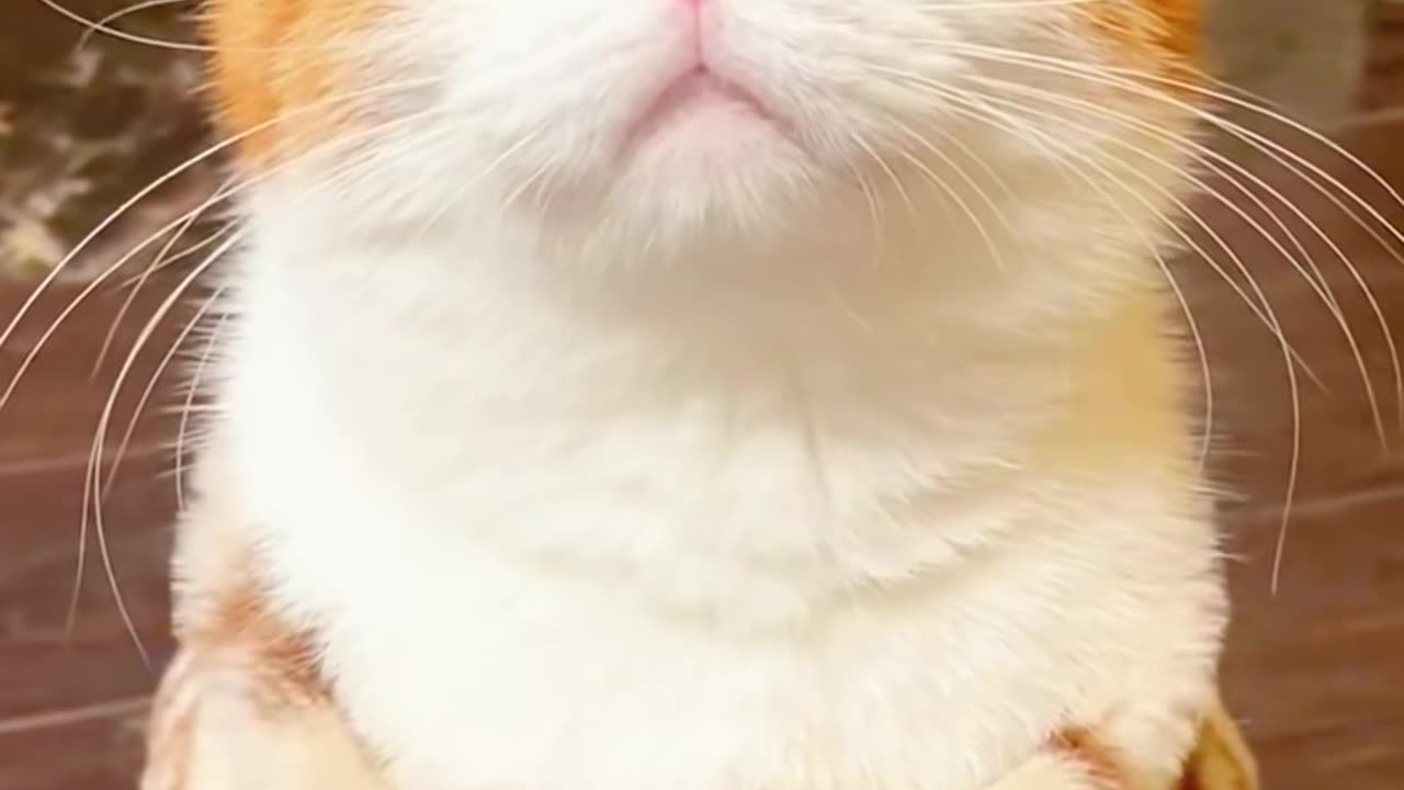 Cute cats video