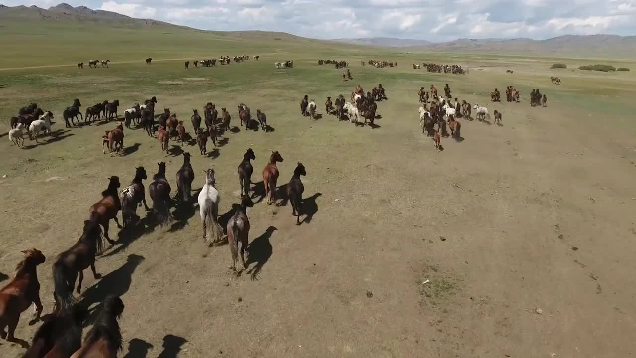 Amazing aerial drone shot following herd of horses in mongolian endless steppes