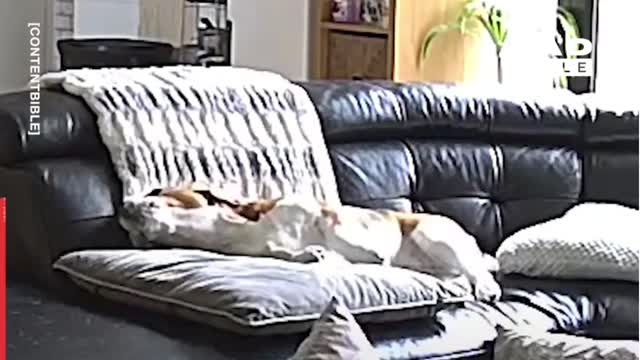 2021 Best funny pet video #22