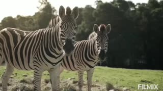 Wildlife zebras shoot