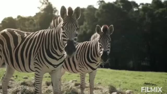 Wildlife zebras shoot