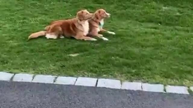 These Girls are very synchronized! 🤗❤️