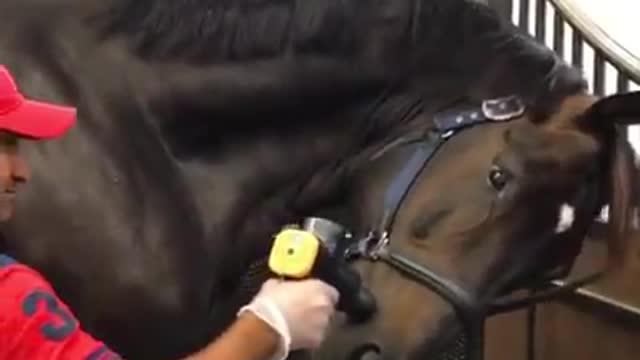 Horse Enjoys Face Massage