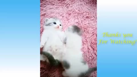 Cute Pets And Funny Animals 11