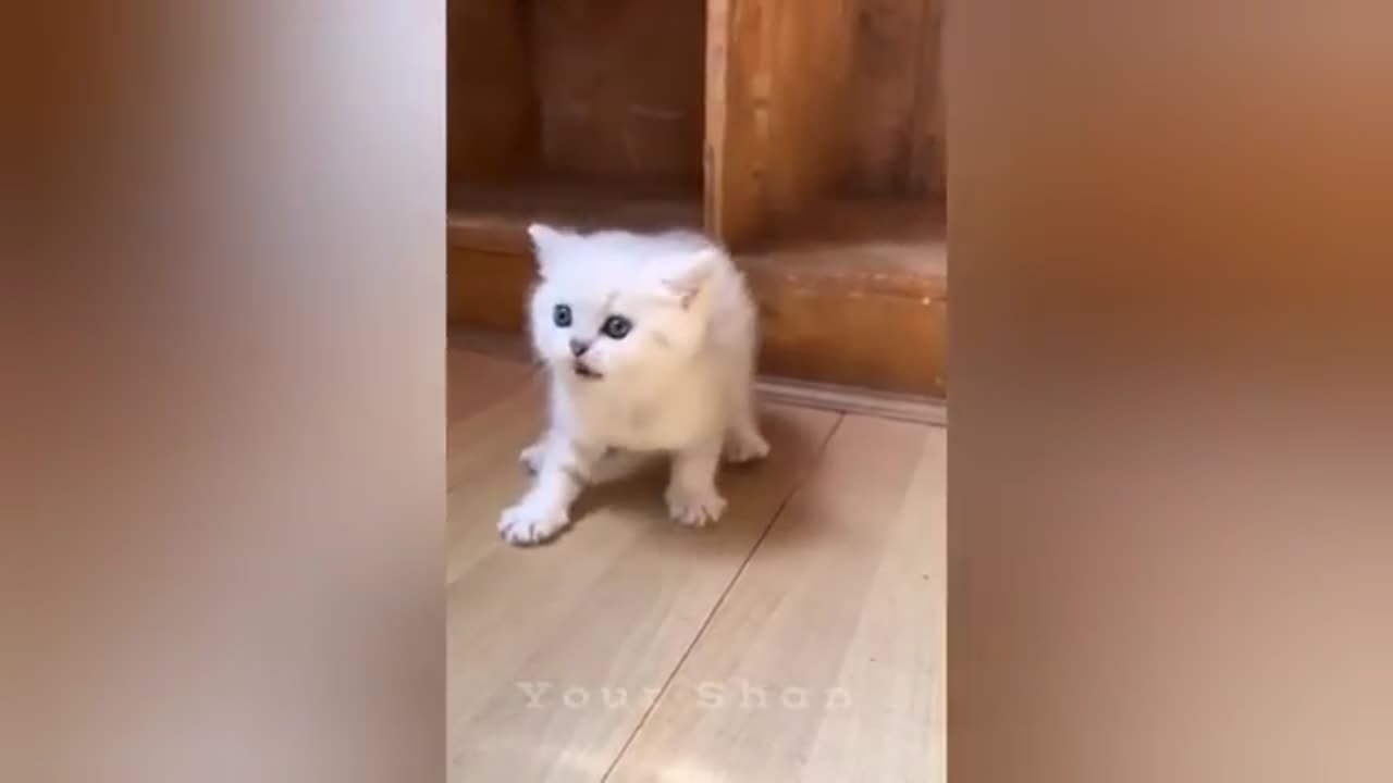 Funny Cute Kitten