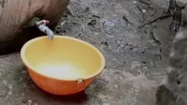 the cow is so smart it knows how to turn on the faucet to drink