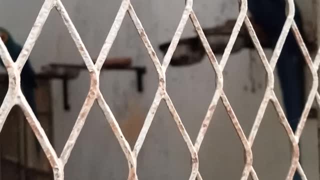 Birds