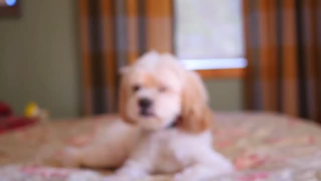 beautiful and cute dog with long hair