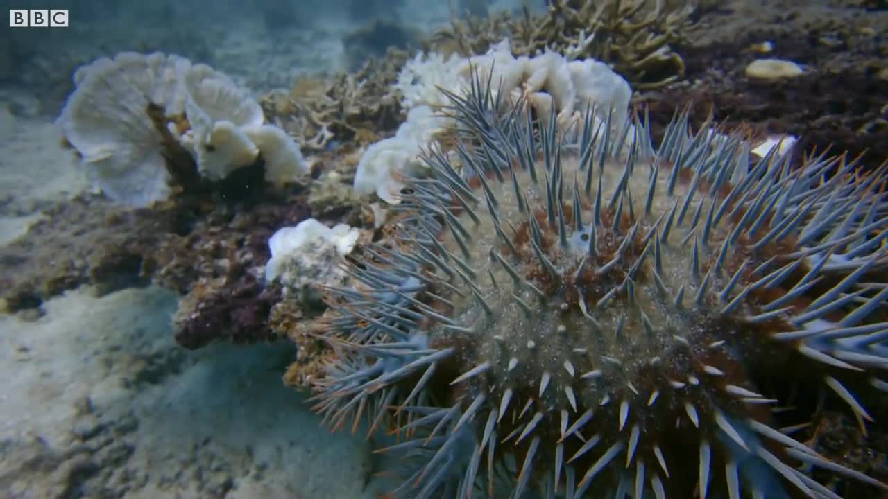 Titan Triggerfish Aggressively Defends Coral Reef | Wild Thailand | BBC Earth