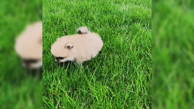 Cute Puppies Howling Compilation 2016 [Cuteness Overload]