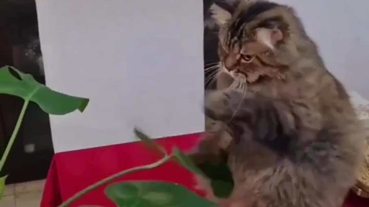 Meow Madness: Hilarious Cat Shenanigans