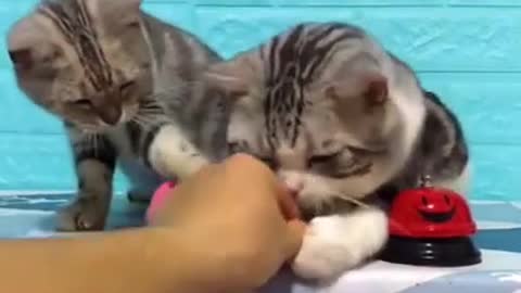 FUNNY CAT ASKING FOOD WITH A BEL, SO CUTE 😸