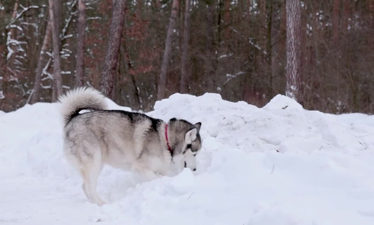 This is the first snowfall experience for Husky