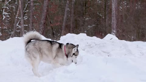 This is the first snowfall experience for Husky