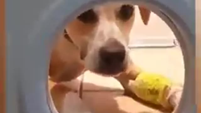 Dog video