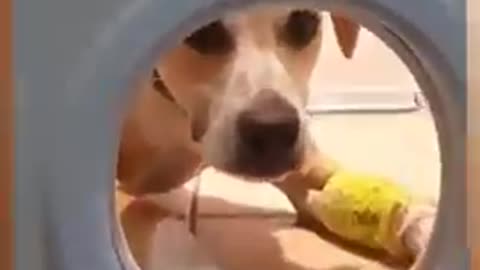 Dog video