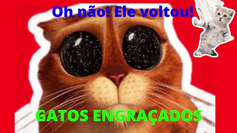 Cães e gatos engraçados, animais engraçados #shorts