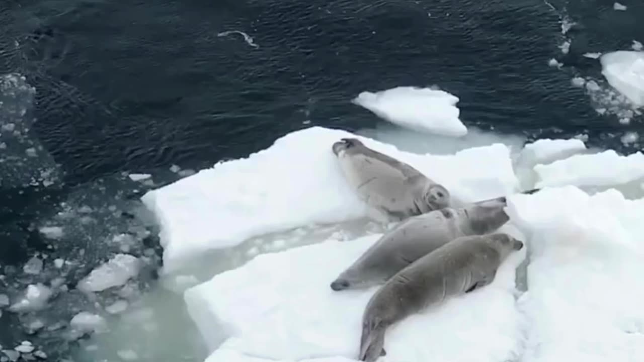 Killer Whales' Wave-Washing Hunt 🌊 #ViralVideo