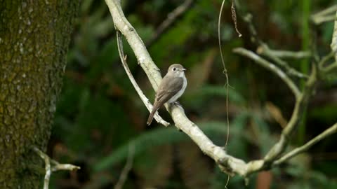 Flycatcher in a forest