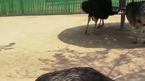 Beautiful Ostrich