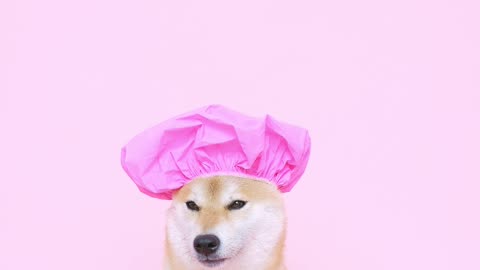 Chef dog🤣🤣😱