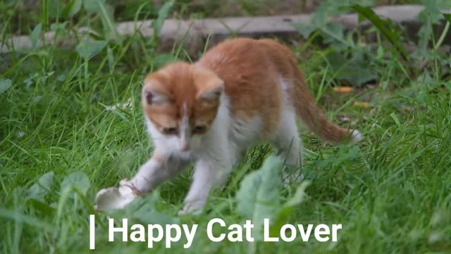 BEST Funny Cat and Dog Compilation 2021